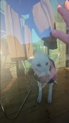 한달만에 아빠를 본 진도 출신 팔공산 거주 진도개 ㅋ 짱 힐링 진돗개