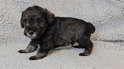Schnoodle puppy for sale