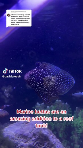 Quick Guide to Marine Bettas in Reef Tanks