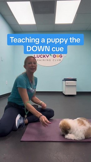 Teaching a Puppy the DOWN Cue - Effective Dog Training Tips