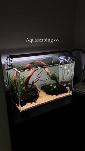 Exploring Our New Aquascaping Setup