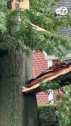 Strong winds knock tree onto car in Queens
