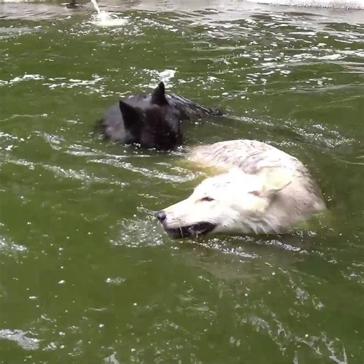 58K views · 9.4K reactions | With webbing between their toes, wolves are strong swimmers and can swim far distances in search of food, territory, companionship, and more. A coastal island wolf in British Columbia was recorded swimming 7.5 miles between islands! What swim stroke do you suppose wolves use?  | Wolf Conservation Center | Facebook