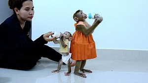 How Adorable Both Genius Stand To Drink Milk In Balance. | Kingdom Of Monkeys