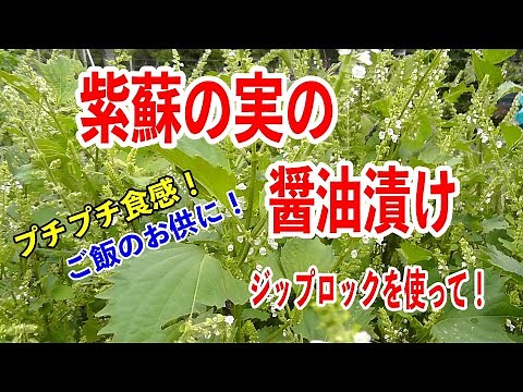 紫蘇（シソ）の実を醤油漬けにしました！簡単、醤油に漬けるだけ！ #紫蘇の実 #醤油漬け #シソの実