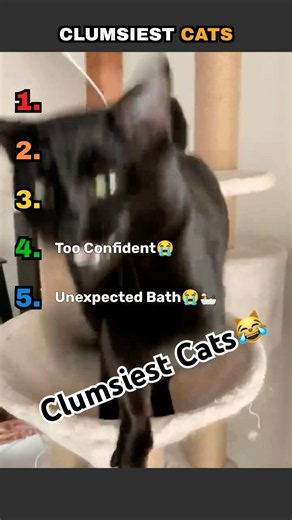 Ranking The Clumsiest Cats😂🐱 #shorts #cat #cats