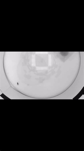 Fruit flies may enjoy taking carousels for a spin
