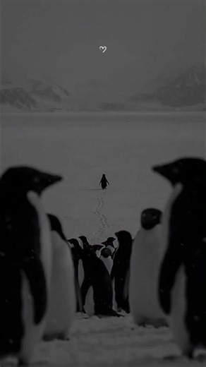 Embrace the penguin 🐧💔 #punguin #penguin #penguin