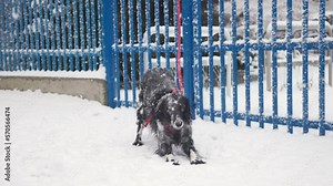 Dog muzzle down under the snow. This is not a yoga, this is real black and white english setter.
