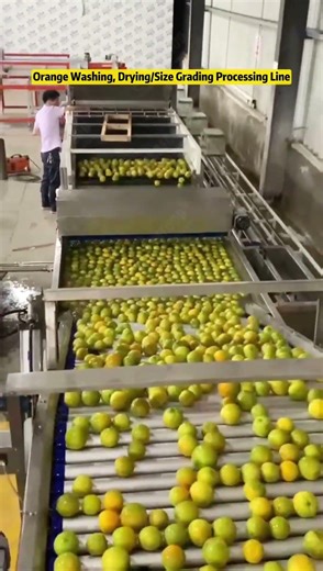 Orange Washing Drying and Sorting Machine/Size Grader Machine