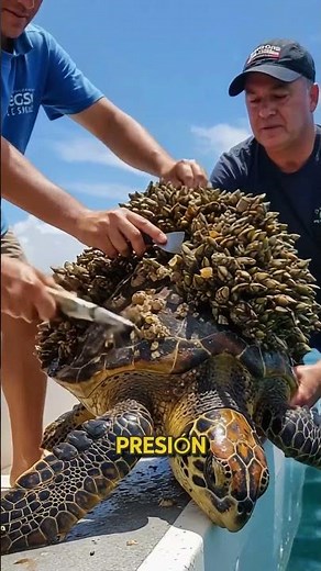 Save the lives of sea turtles