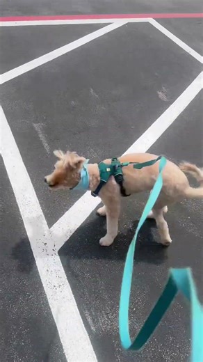 #subscribe #shorts #viral #youtubeshorts #video #viralvideo #youtube #love #song #music #fyp #love