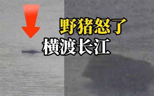 监拍南京野猪横渡长江，12分钟游完超1.6公里，速度碾压孙杨世界纪录