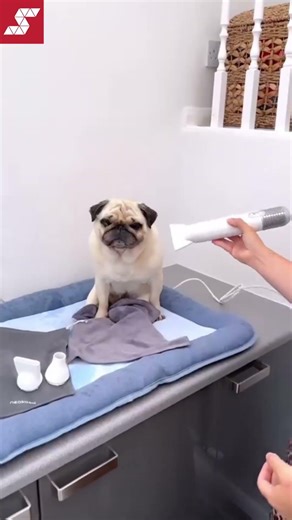 Neakasa F1 Pet Dryer Unboxing & Setup Guide | SmartPaw