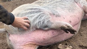 A Step-By-Step Guide to Pro Pig Scratching: Priscilla was an eager participant to teach the masses about how to scratch a pig. 1) Use your nails! It’s ok if they get dirty. You can also use scratchy objects like back scratchers or a good ol’ fork. Pigs have thick skin and like a good scratch. 2) Scratchable-zones: under arms, belly (duh), butt/thighs (a true favorite), chin cheeks. Many also appreciate foot massages. Mostly anywhere is good for scratching. 3) Continue scratching. The more scratc