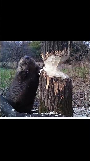 🦫How do beavers cut down trees? By Wild Adventures