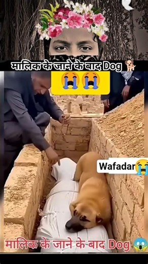 मालिक के जाने के बाद Dog 🐕
