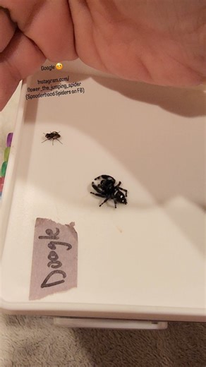 Melissa, Owner, Spooderhood Spiders 🕷️ on Instagram: "Warning: Live feeding. Don't watch if you're going to get butt hurt over a spider eating a fly. The most embarrassing jumping spider hunter there ever was: Doogle. Edit: I did not pull the wings off the fly, it has just hatched and the wings weren't dry yet. . #dooglephidippusregius #sugaranddakbaby #plumlineage #oliversykeslineage #duckylineage #juicelineage"