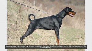 Top 10 Fascinating Facts About Dobermann Dogs