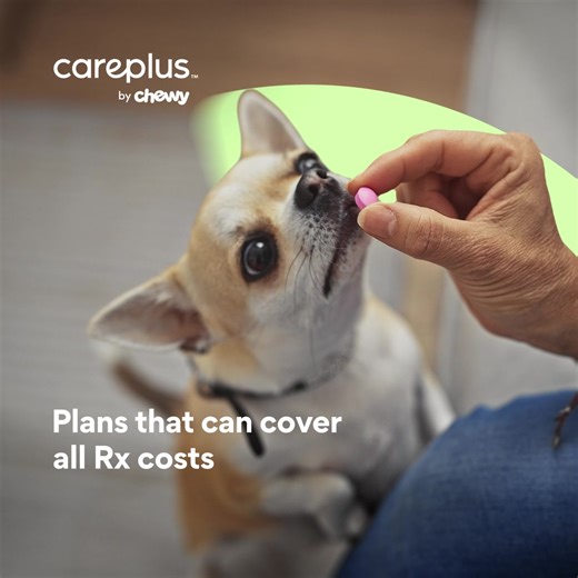 Pet prescription costs never seem to stop. But our CarePlus pet insurance can pay up to 100% (whew). | Chewy