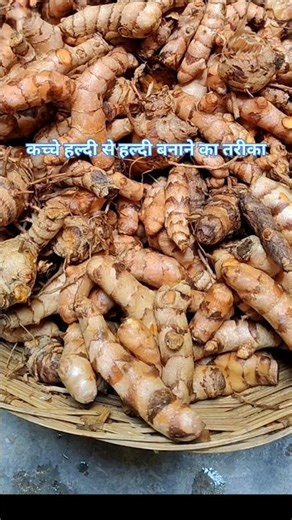 Amazing Turmeric Drying Process at Home।From Fresh Turmeric to Dry Turmeric | Full Natural Process