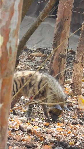 Why Hyenas Are More Than Just Scavengers in Africa’s Wild