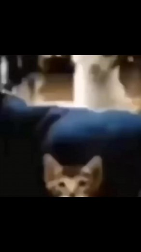 Goofy Cats Compilation | Funny Cat Videos to Laugh Really Hard