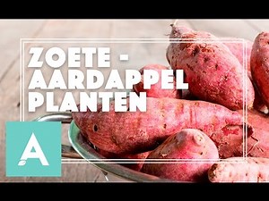 Zoete aardappel planten! - Grow, Cook, Eat #21