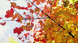 Autumn Lookbook 2016   Zoella