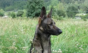 Lupo Italiano - Alchetron, The Free Social Encyclopedia