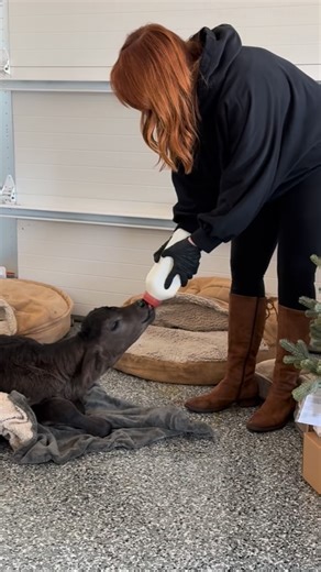 Ree Drummond - The Pioneer Woman on Instagram: "Calf update from Drummond Ranch. Ladd tried to get her back on her mama the next morning, but the calf was weak and after a few hours, she still couldn’t get up by herself to nurse. So Ladd and Ree had to take her back to their heated garage to warm her up again and try to get her to eat more. The calf had a few hours where she looked like she wasn’t going to make it (she’d been born in the winter storm and had a rough start), but after the mama’s 