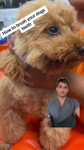Dog Tooth Cleaning Tutorial: How to Brush Your Dog's Teeth