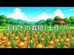 玉ねぎのマルチ栽培：植える前の土作り（元肥の施肥）- 家庭菜園初心者でもできるタマネギ栽培