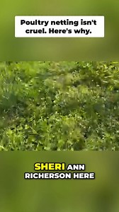 Electric Poultry Netting: Is It Cruel? We Explain! Electric poultry netting & chicken tractors aren't cruel! Sheri Ann Richerson explains the concept. Many don't understand it, but it's a great way to keep your chickens safe and healthy. #PoultryNetting #ChickenTractor #ChickenCare #Homesteading | Sheri Ann Richerson