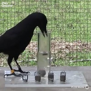 4.2M views · 21K reactions | Crows aren't scary, they're smart. | PlayGround + | Facebook