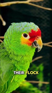 Why Parrots Can Talk Like Humans 🦜 (Amazing Secret!) #shorts #viral