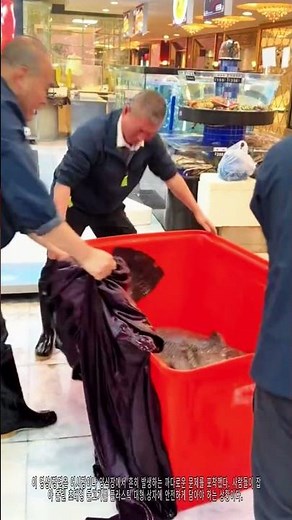거대한 물고기 플라스틱 상자 포장 비법 🐟 #어장일상