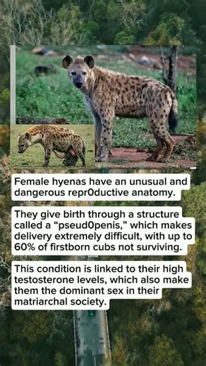 The Most Brut4l Birth in the Animal Kingdom — The Tragic Reality of Female Hyenas