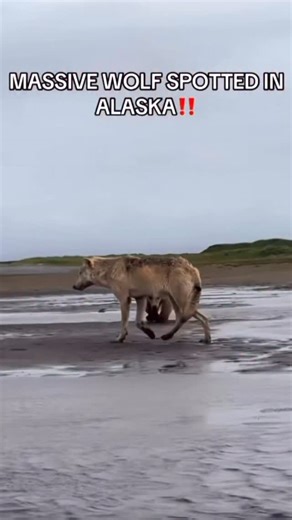 4.6K views · 6 comments | Imagine going on a hike and running into this. #wolves #bears #alaska #wilderness #explore | Camjonesfitness | Facebook