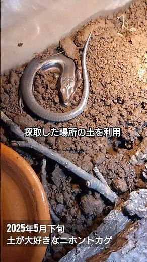 2025年5月下旬、土を掘り掘り、ニホントカゲ。#ニホントカゲ #とかげ生態観察 #トカゲ