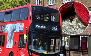 London buses are infested with cockroaches say drivers - as worst-affected routes 'revealed'