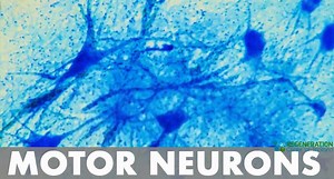 What is A Motor Neuron? Motor Nerves & Innervation