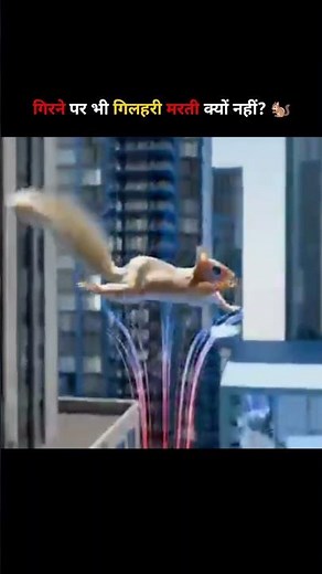 Why Squirrels Can Survive Even the Highest Falls 😱