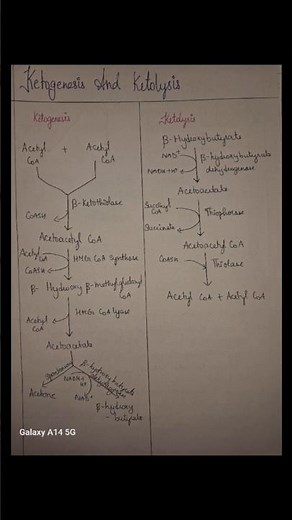 Ketogenesis and Ketolysis Notes #study #biochemistry #notes