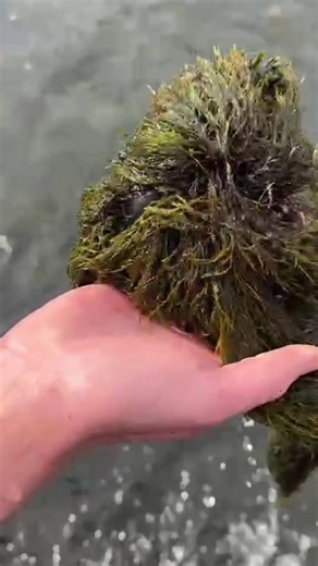 I think a scud pattern could work🤔 #flyfishing #flytying #trout #easttennessee #fyp