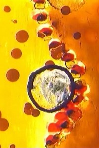 Stream Roots (1996): Find it on Netflix, Prime Video, Hulu & more