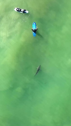 A little splash is all it took Great white sharks (Carcharodon carcharias) are one of the most iconic and misunderstood creatures of the ocean. Let's dive into some fascinating facts about these majestic predators: 1. Size and Power: Great whites can reach lengths of up to 20 feet (6 meters) and weigh over 5,000 pounds (2,268 kilograms). Their incredible power allows them to swim at speeds of up to 25 mph (40 km/h) and breach the water's surface with remarkable force. 2. Global Distribution: Fou