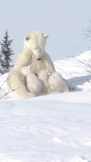 TikTok - Make Your Day