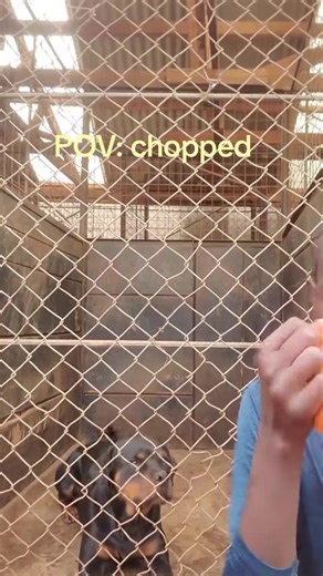 Chopped Memes: Hilarious Reactions and Insights