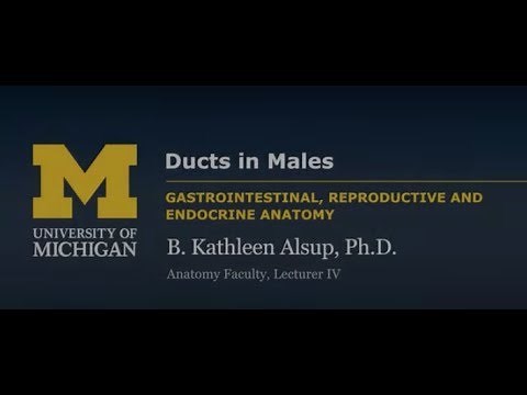 Reproductive System: Ducts in Males